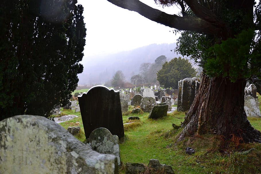 ireland, glendalough, grave, tree, cemetery, fog, cloud, rain