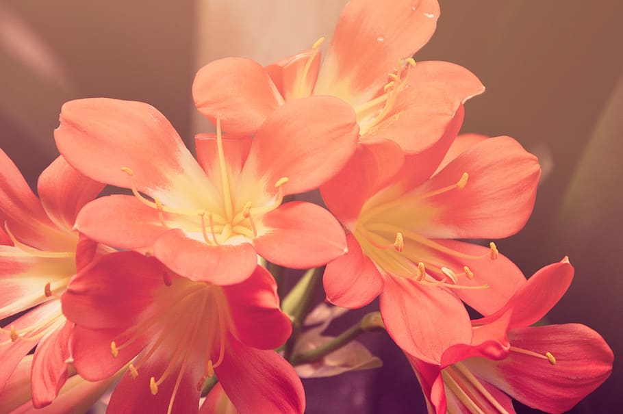 pink, orange, flower, flowering plant, petal, beauty in nature HD wallpaper