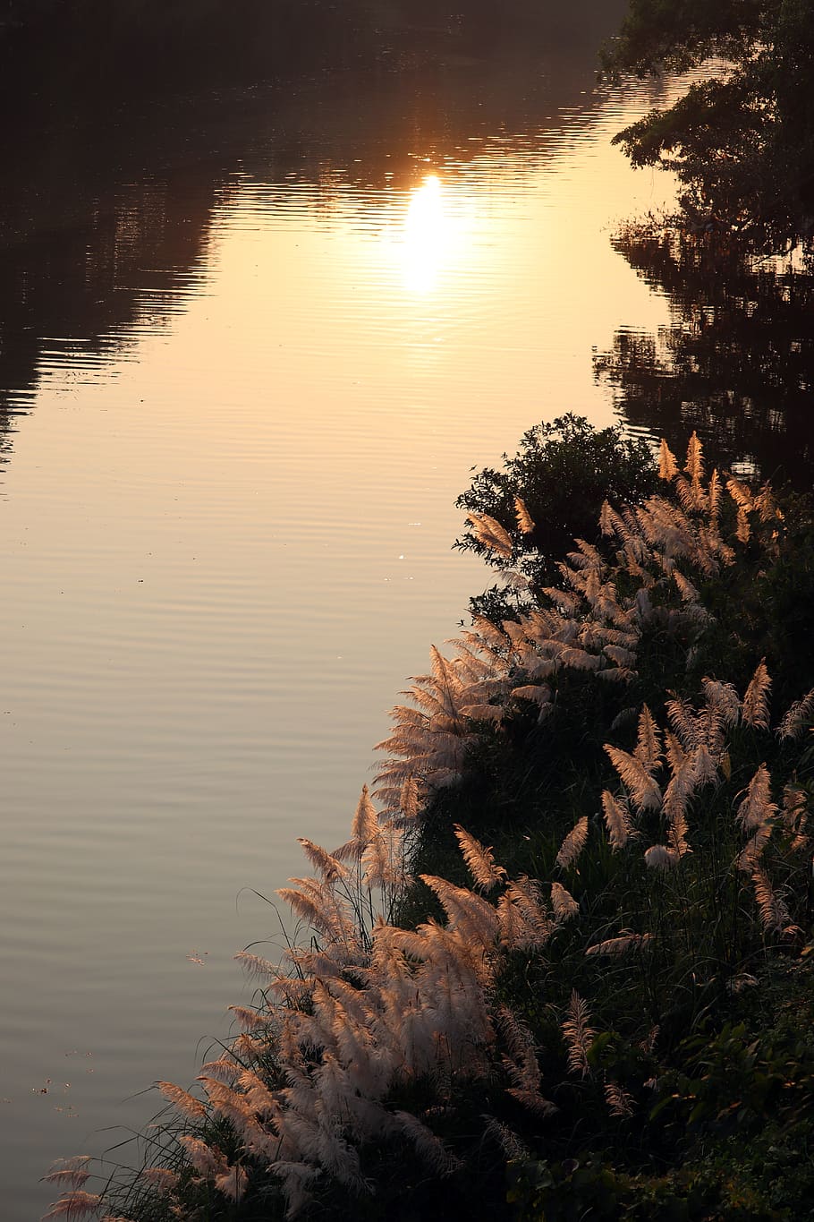 reflections, river bank, sunbeam, light, soft light, nature HD wallpaper