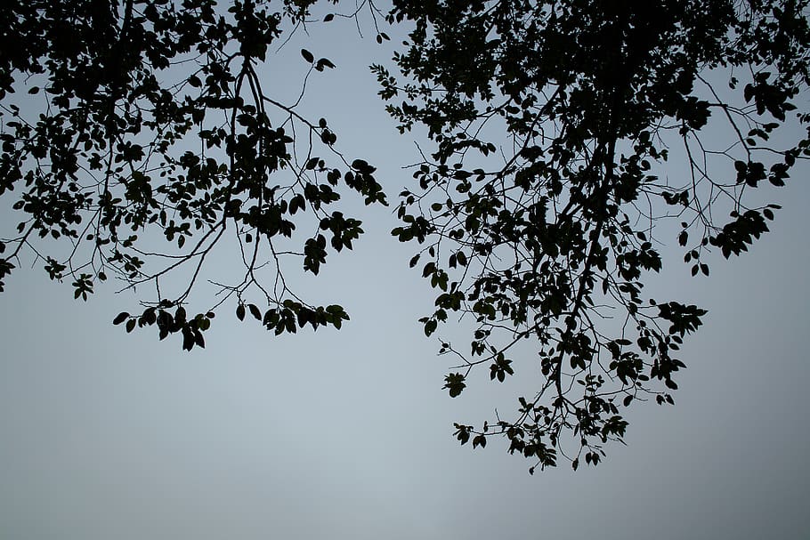 japan, nantan, tree, leaf, plant, branch, low angle view, sky HD wallpaper