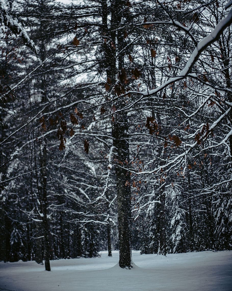 Snow Covered Trees, branches, cold, forest, nature, season, snowy HD wallpaper