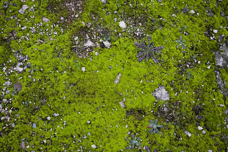 texture, grass, green, chan, abstract, growth, green color, HD wallpaper