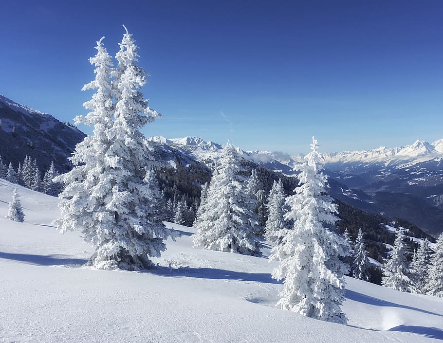 snow-covered pine trees, plant, abies, fir, nature, outdoors HD wallpaper