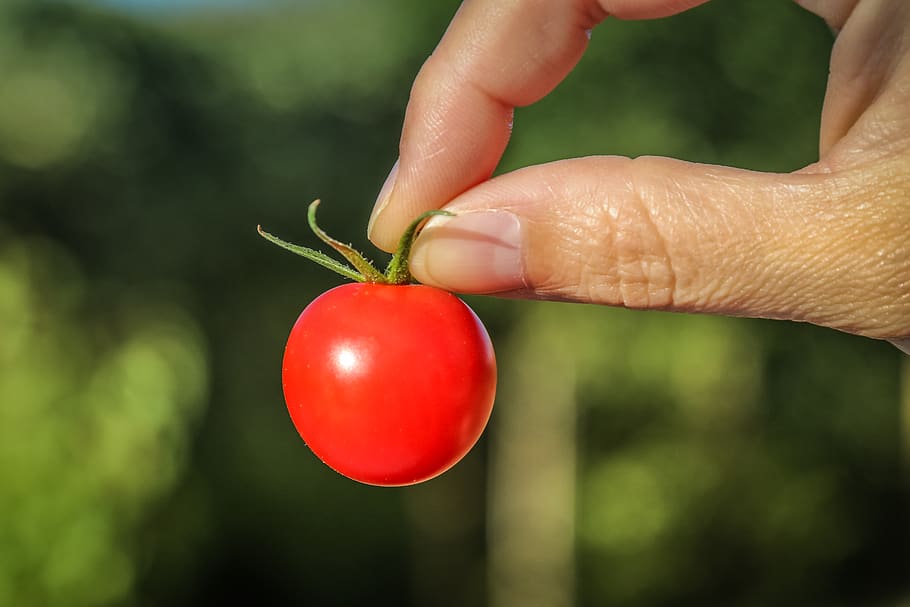 tomato, red, garden, human hand, human body part, food, food and drink HD wallpaper