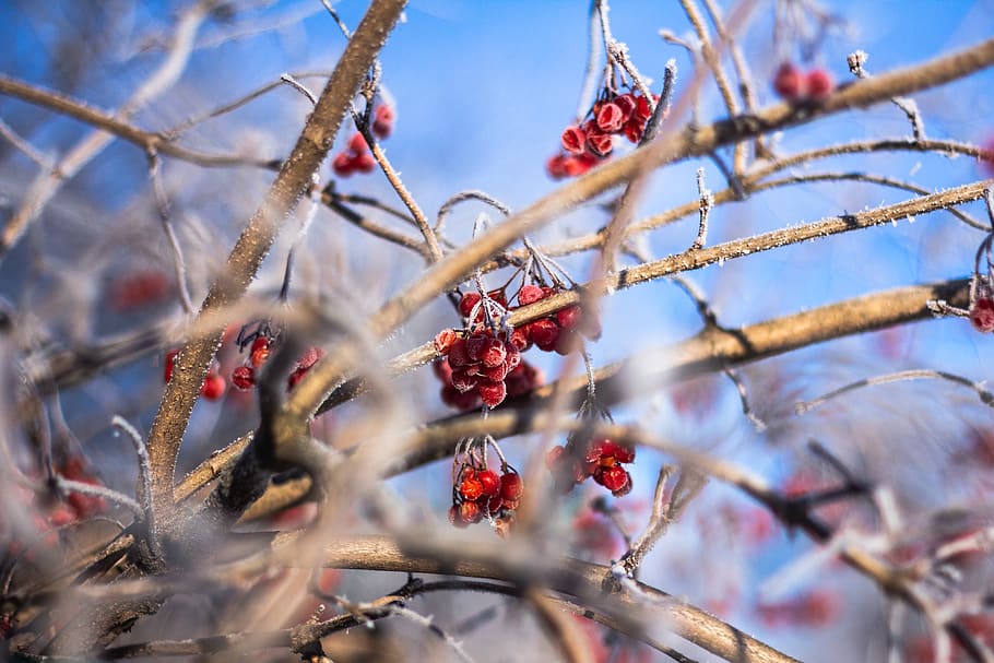 shallow focus photography of red fruits, winter, outdoors, nature, HD wallpaper