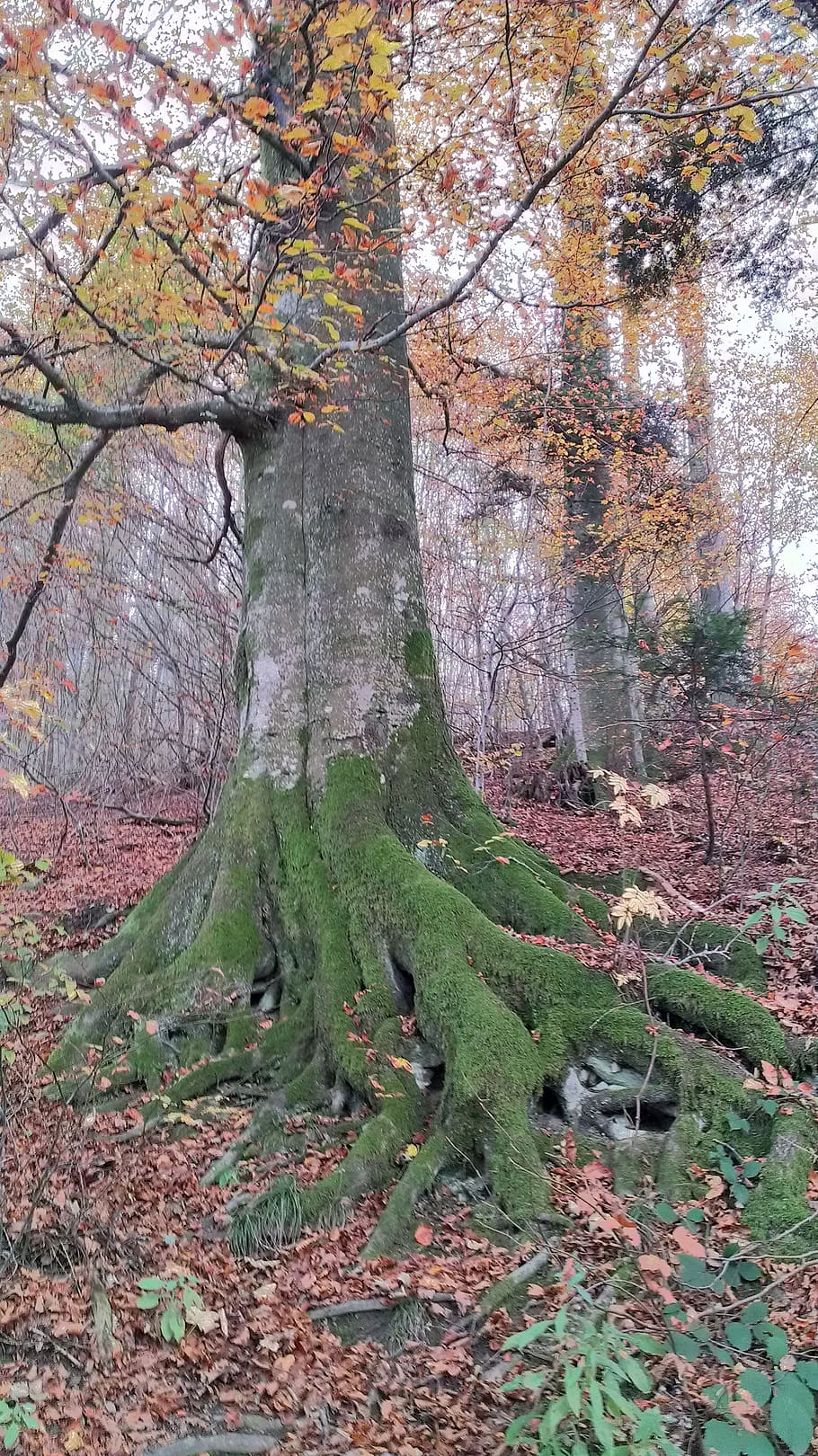 tree, plant, land, tranquility, growth, forest, beauty in nature HD wallpaper