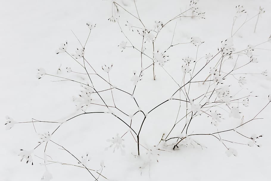HD wallpaper: Snow on dry twigs, winter, dried flowers, white, cold, snowy  | Wallpaper Flare