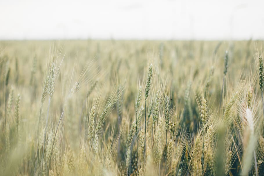 nature, grasslands, plains, wild, field, green, still, bokeh HD wallpaper