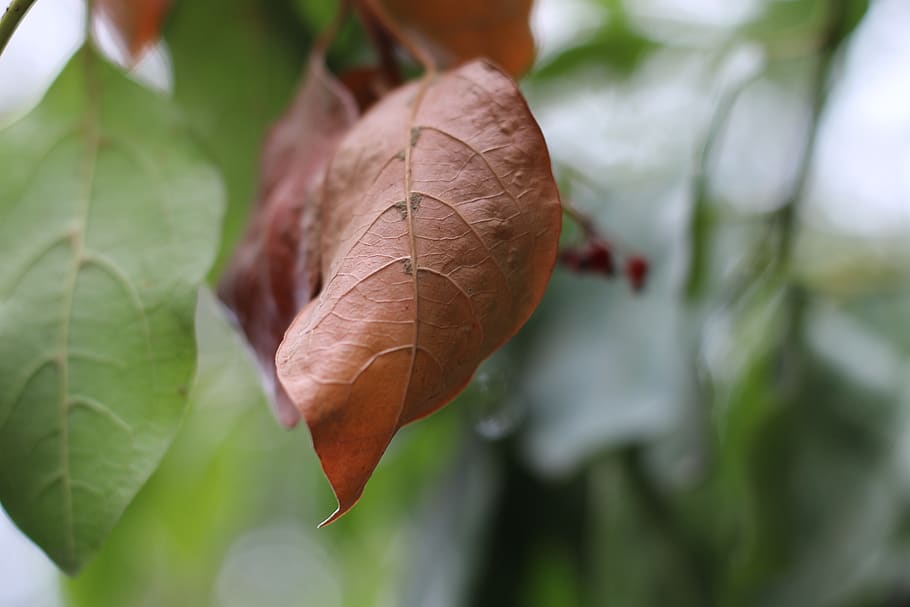 leaf, brown leaf, nature, natural, autumn, plant part, close-up HD wallpaper