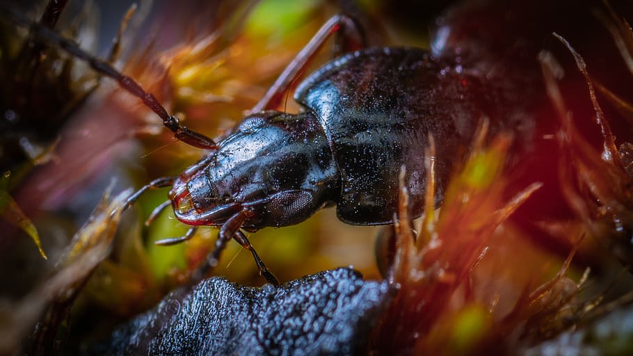 close-up, animal, animal themes, animal wildlife, invertebrate HD wallpaper