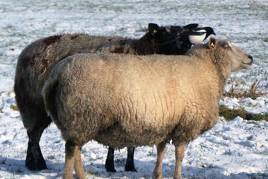 sheep, magpie, snow, cold, winter, pasture, coat, peck, beak HD wallpaper