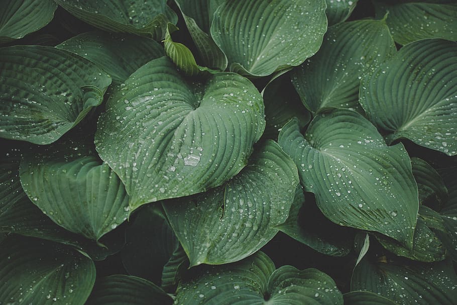 green leafed plant, full frame, freshness, backgrounds, green color HD wallpaper