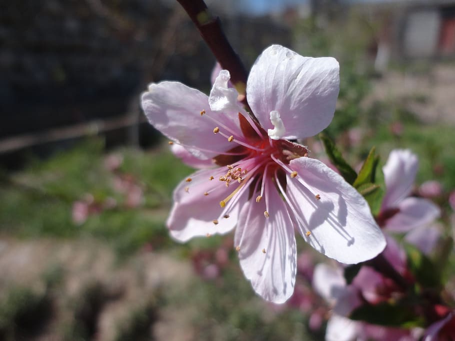 blossom, flower, tree, spring, season, garden, flowering plant HD wallpaper