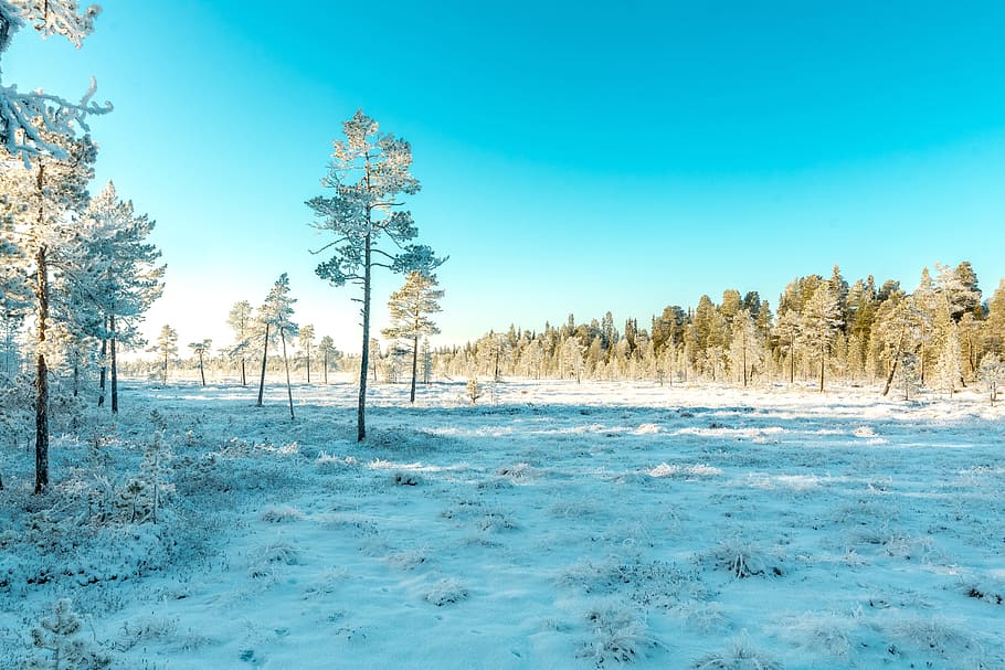 Green Leaved Trees Covered With Snow, cold, daylight, zing, frost HD wallpaper