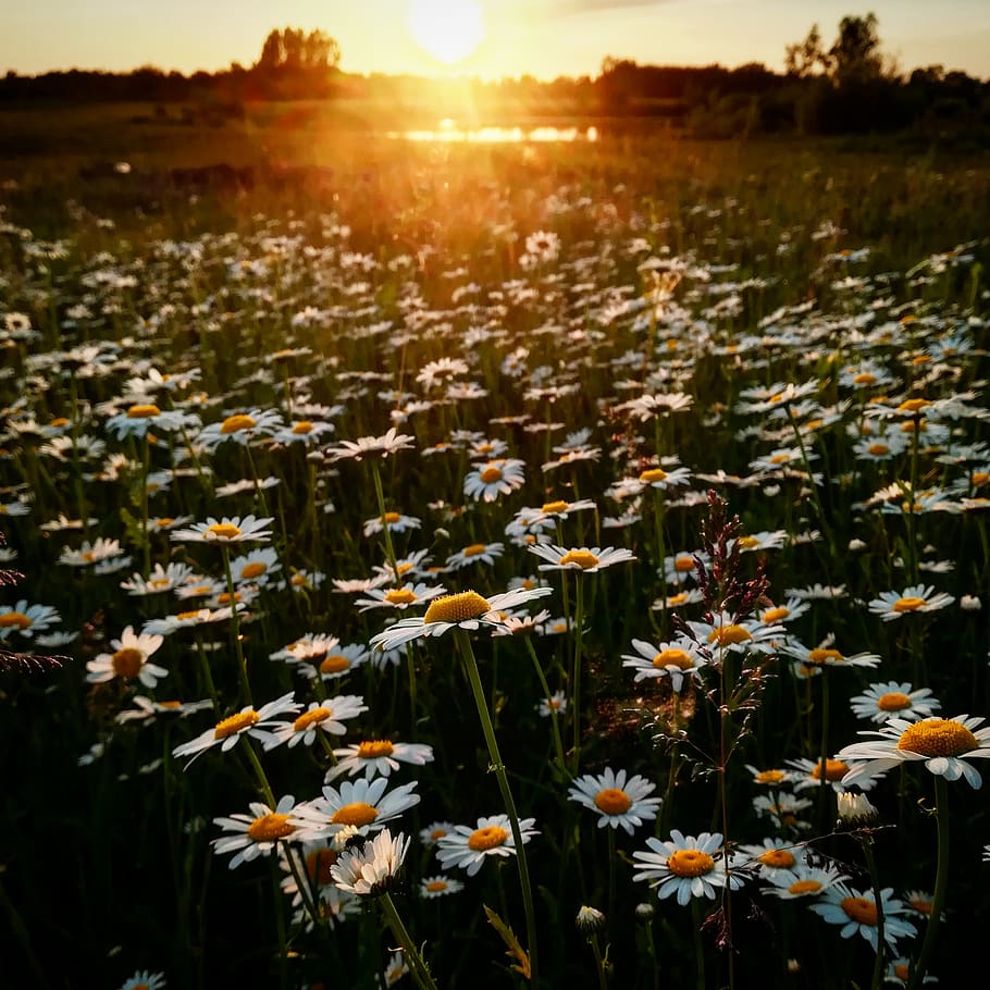 White Daisy Flower Field during Golden Hour, bright, daisies, HD wallpaper