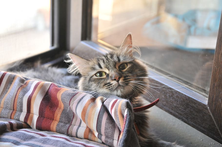 vacation, comfort, window, animals, fur, cute, domestic, pets HD wallpaper