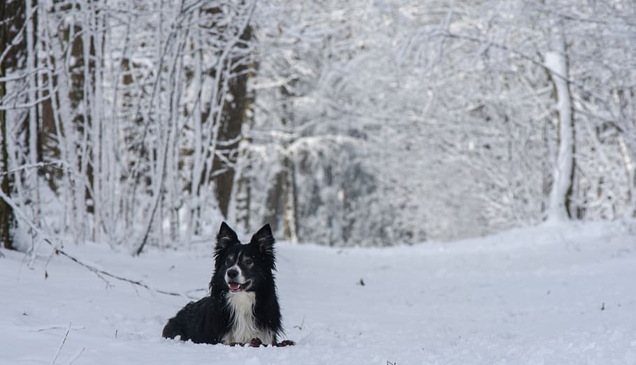 snow, dog, border, black, winter, cold, nature, cold temperature HD wallpaper