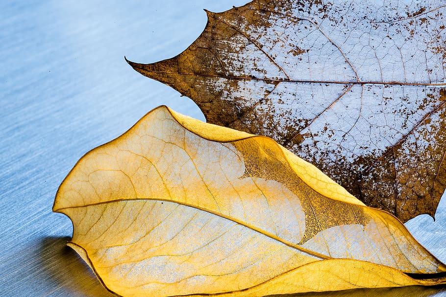 leafs, skeleton, leaf skeleton, transparent, macro, plant part HD wallpaper
