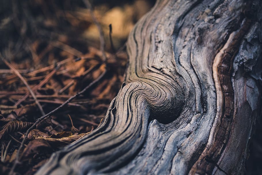 brown tree on ground, wood, plant, tree trunk, texture, root HD wallpaper