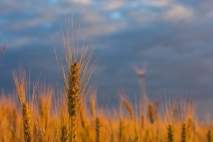 germany, nidderau, field, corn, harvest, plant, agriculture HD wallpaper