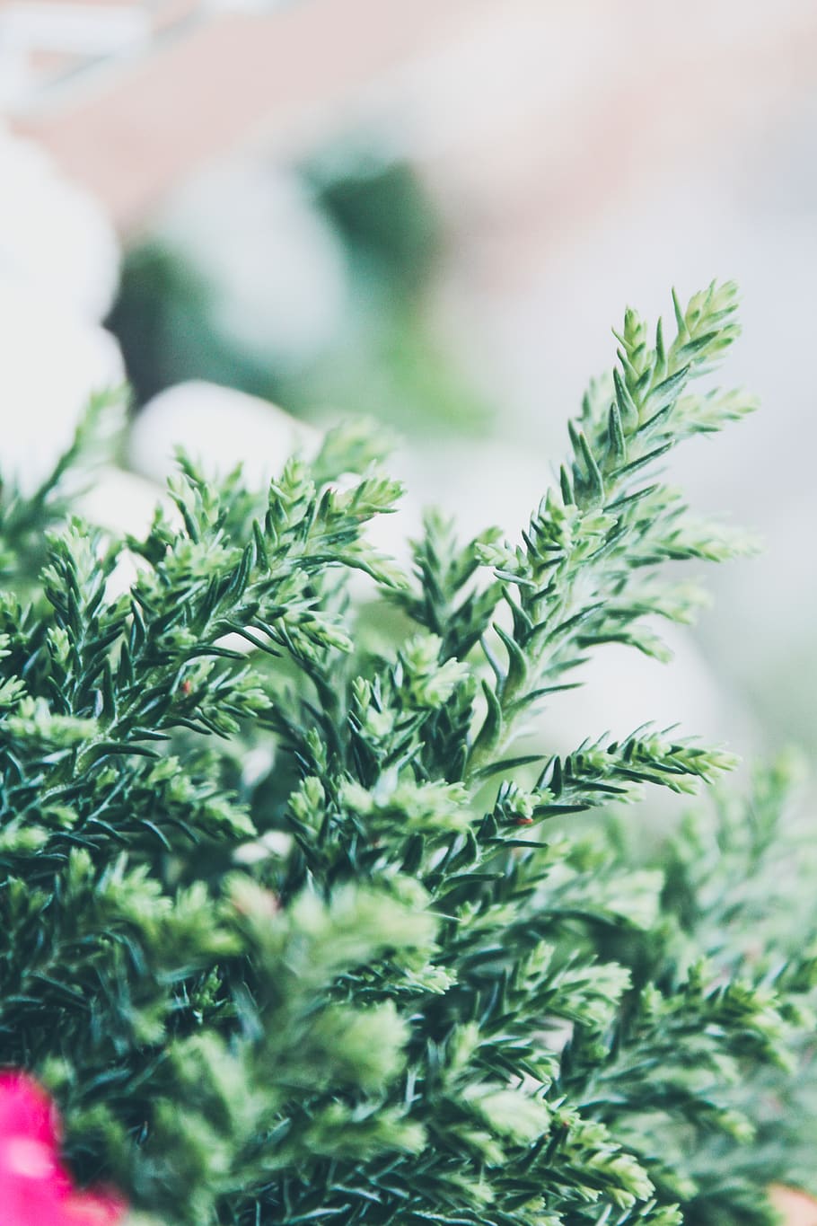 green leafed plant, green color, growth, no people, nature, close-up HD wallpaper