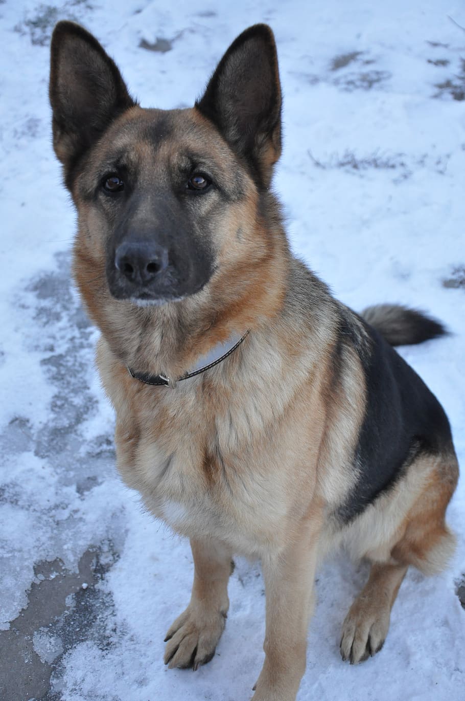 dog, comfort, heat, training, snow, winter, pet, shepherd, nose, HD wallpaper