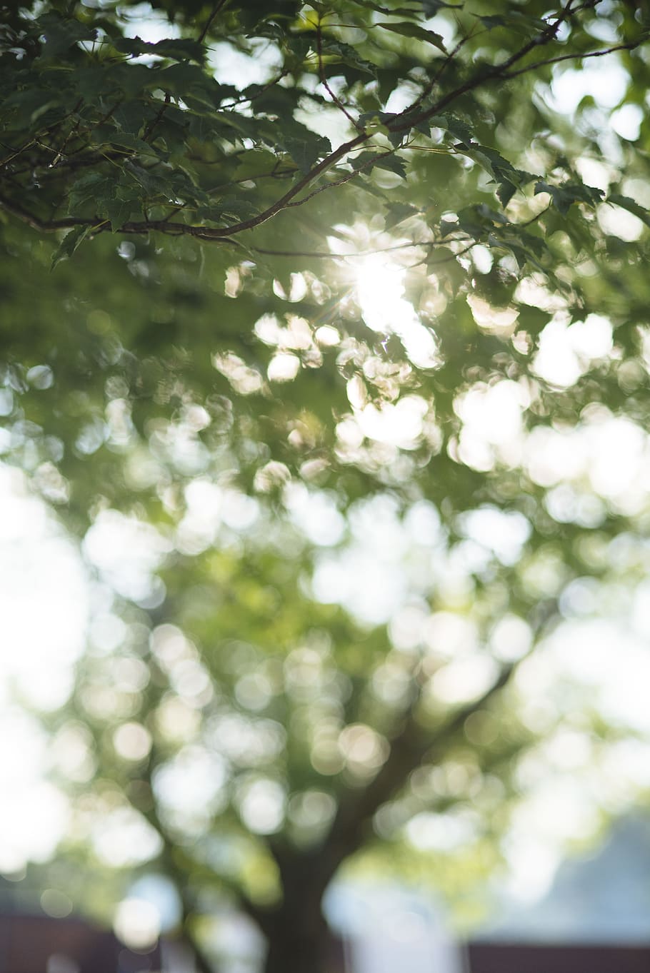 tree, plant, day, low angle view, growth, no people, sunlight HD wallpaper