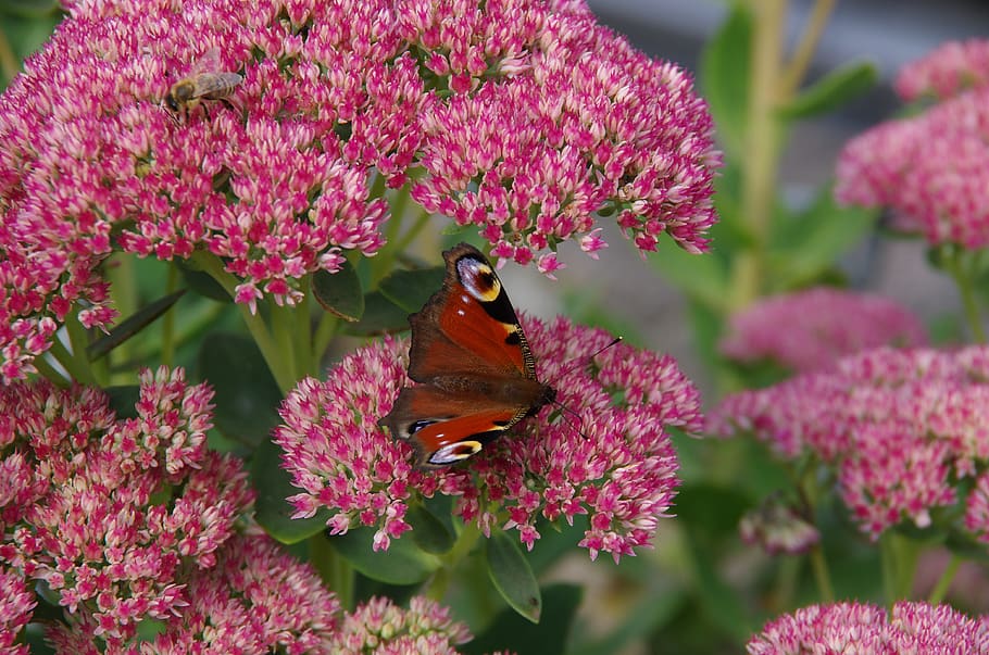 peacock, butterfly, flower, flowering plant, one animal, invertebrate HD wallpaper