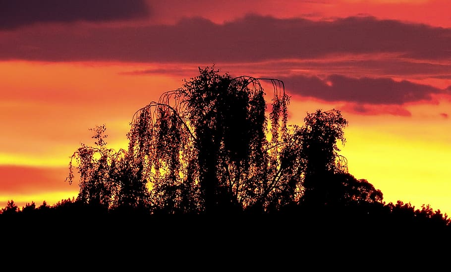tree, sunset, landscape, light, colorful, silhouette, sky, plant HD wallpaper