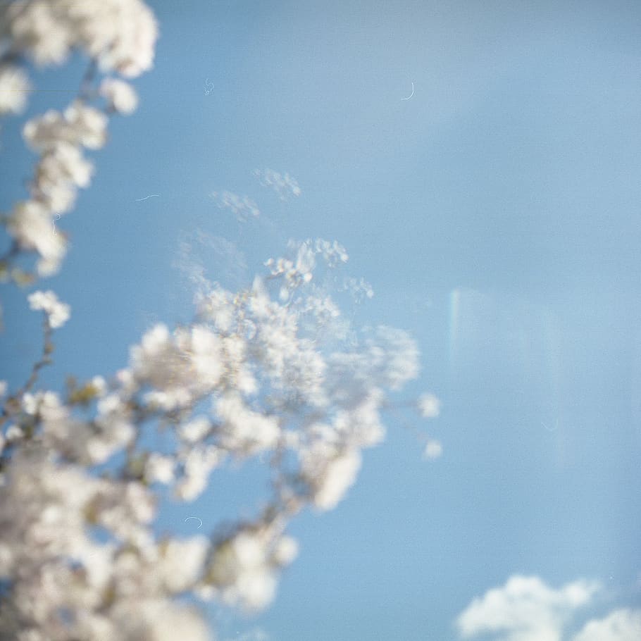 white-petaled flower, sky, cloud - sky, nature, beauty in nature HD wallpaper