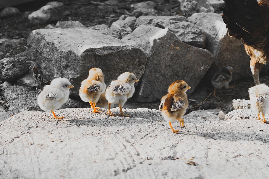 five brown and gray chicks, group of animals, young bird, vertebrate HD wallpaper