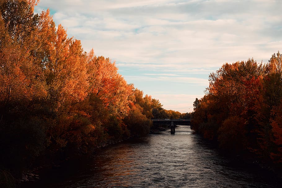 trees, avenue, autumn, fall, colors, moody, day, bridge, graz HD wallpaper