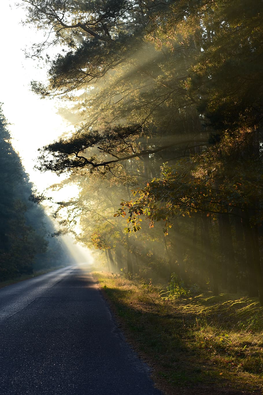 light, tree, trees, forest, mood, in the fall, mystical, plant HD wallpaper