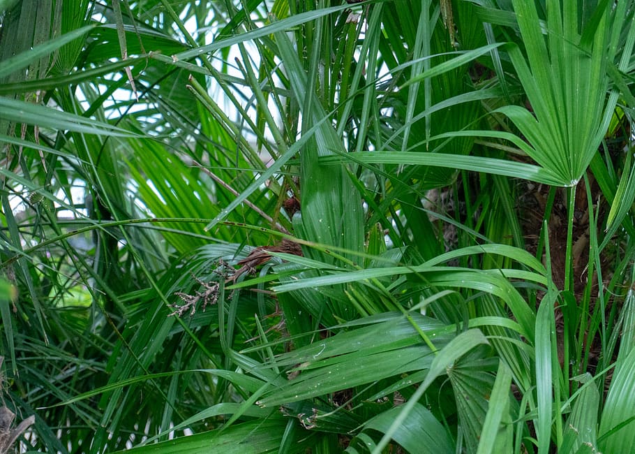 plant, vegetation, nature, tree, outdoors, land, bush, rainforest HD wallpaper