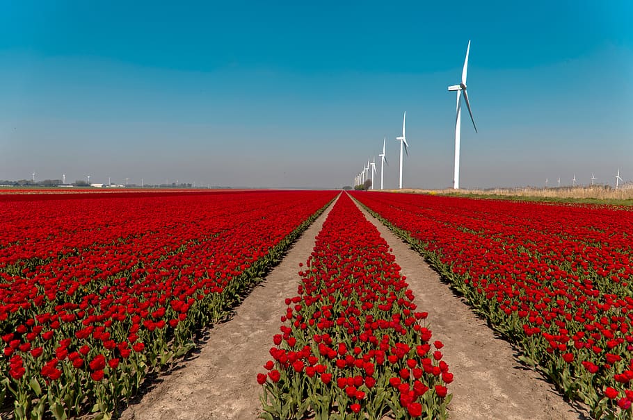 bulb fields, tulips, netherlands, holland, spring, flowers HD wallpaper