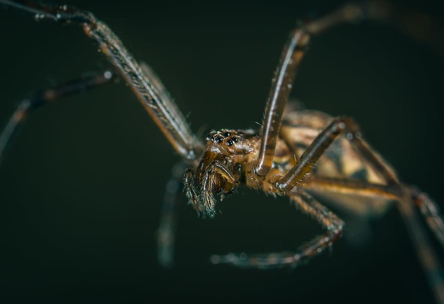 Macro Photography of Brown Spider, animal, arachnid, blur, close-up, HD wallpaper