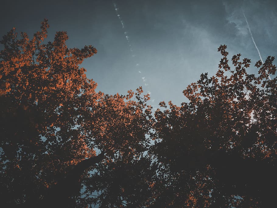 sky, clouds, trees, plant, nature, autumn, dark, beauty in nature HD wallpaper