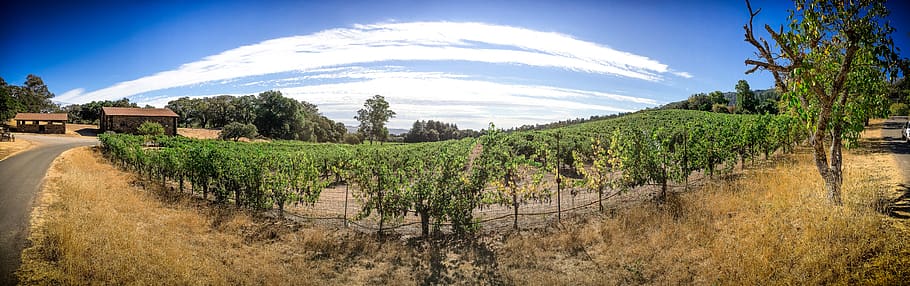 united states, colorado, cloud, clouds, wine, vineyard, vineyards HD wallpaper