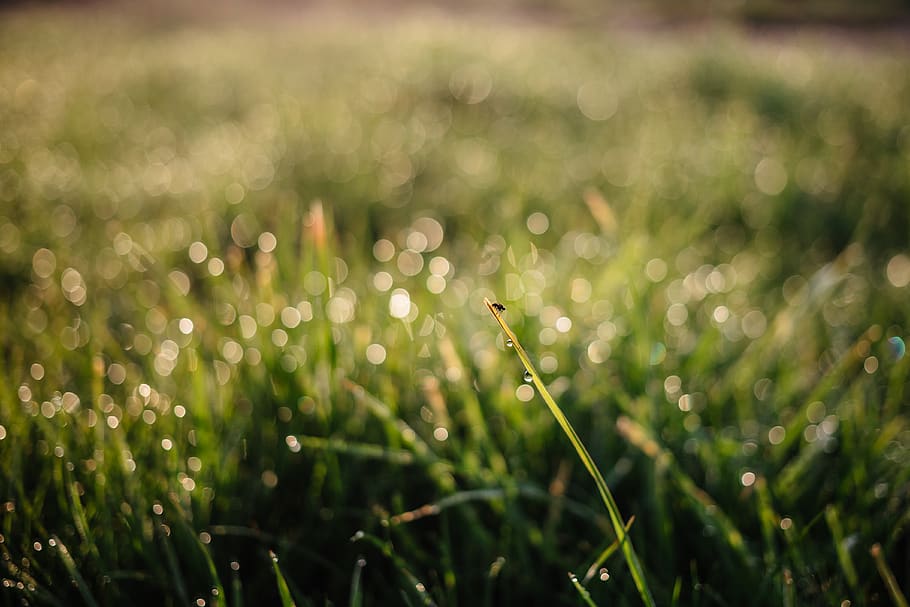 Green Grass, blur, close-up, dew, environment, field, ground HD wallpaper