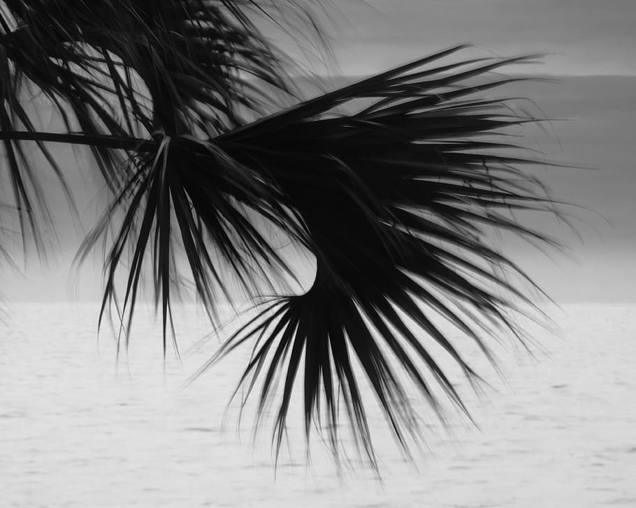 HD wallpaper: green palm trees beside beach, plant, arecaceae, bird ...