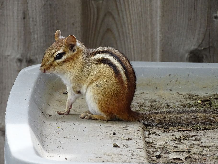 canada, oshawa, squirrel, one animal, animal themes, animal wildlife HD wallpaper