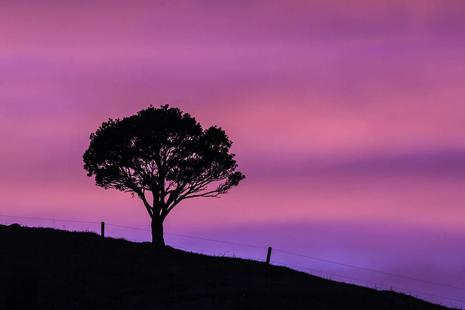 sunrise, tree, pink sky, new zealand, beauty in nature, tranquility HD wallpaper