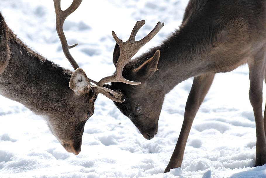 roe deer, hirsch, forest, antler, wild animal, nature, winter HD wallpaper