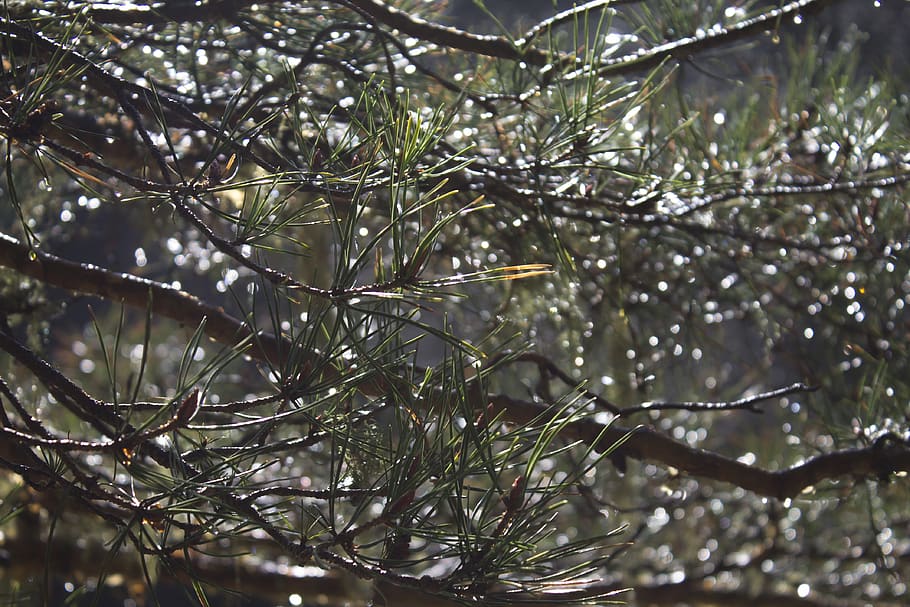 pine, drops, rosa, rain, needles, tree, plant, branch, growth HD wallpaper