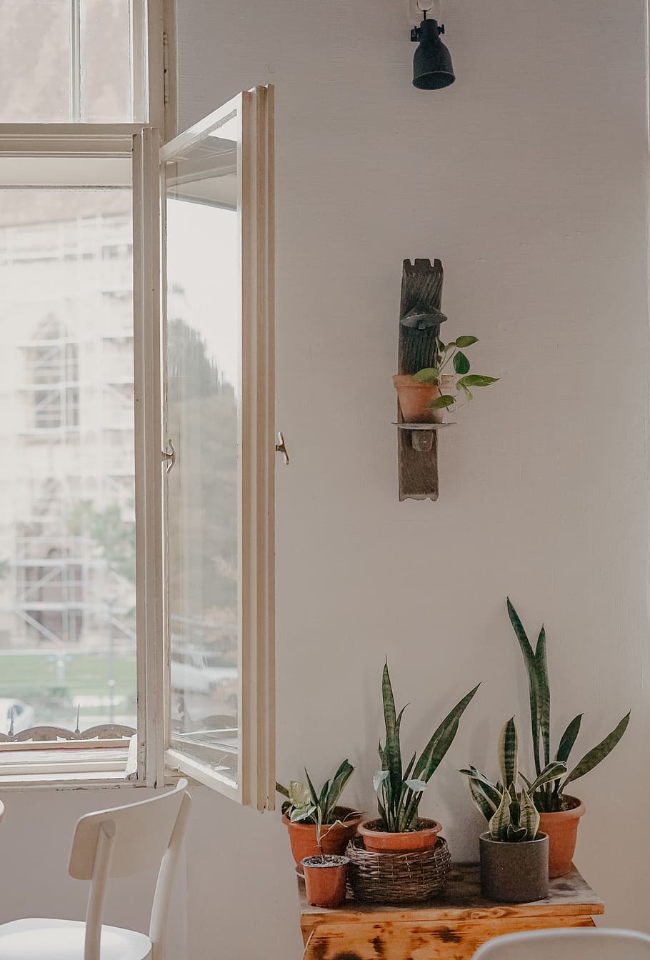 green-leafed plants, window, indoors, potted plant, home interior HD wallpaper