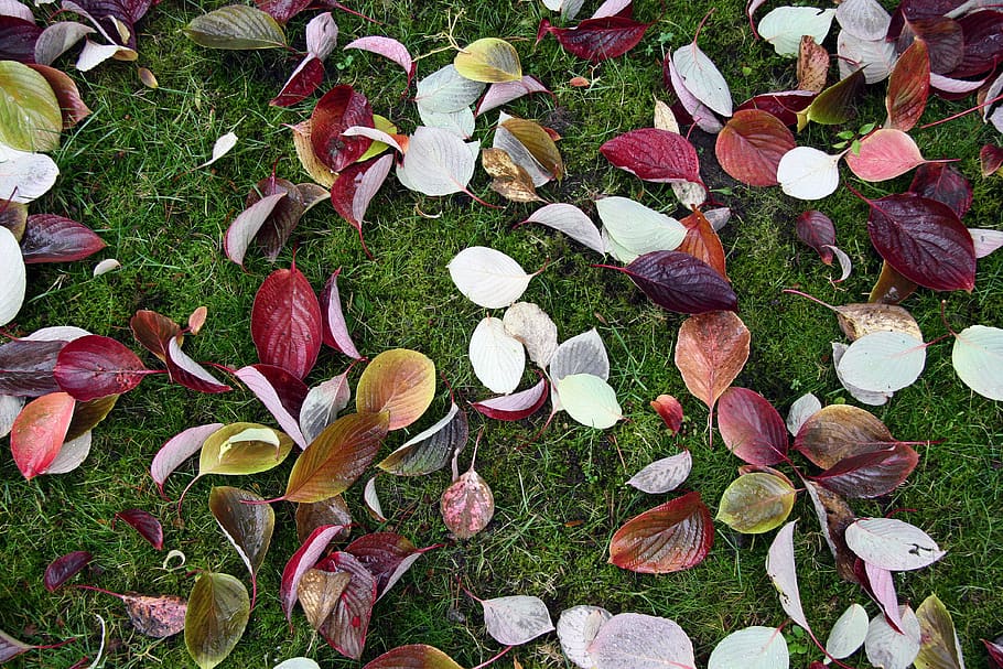 autumn leaves, background, plant, field, nature, no people HD wallpaper