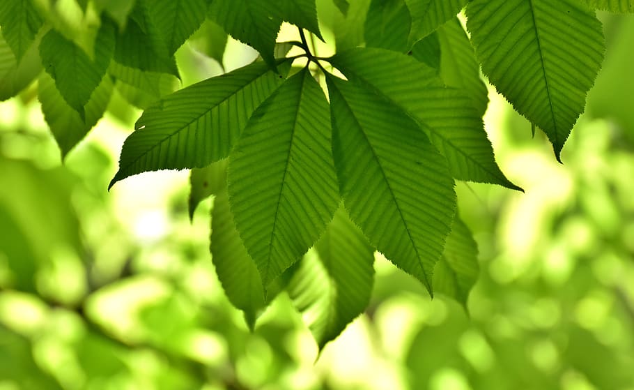 leaves, tree, sun, summer, green, nature, leaf, plant part HD wallpaper