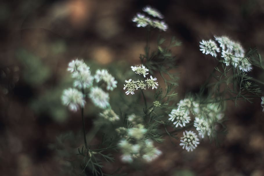 White Flowering Plant, bloom, blossom, field, flora, flowers HD wallpaper