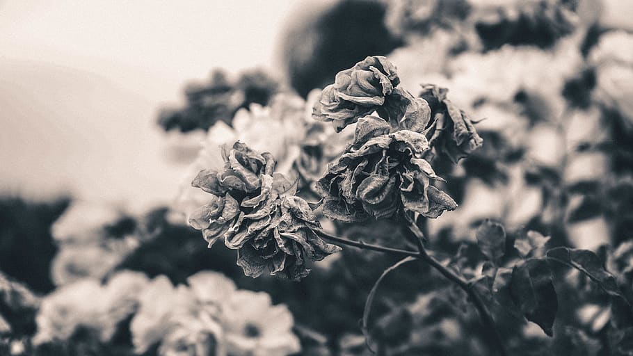 flower, deadflower, rose, gritty, plant, nature, close-up, flowering plant HD wallpaper