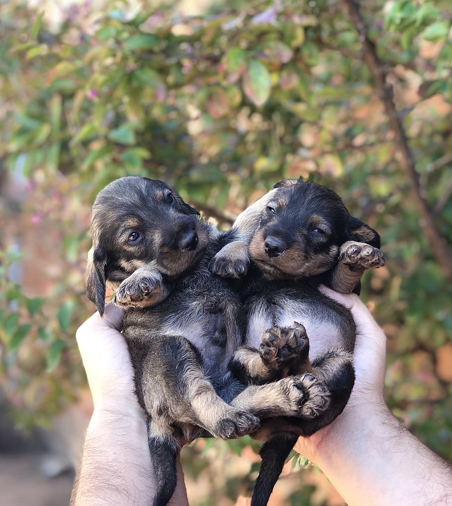 Person Holding Two Short-coated Black Puppies, animals, blurred background HD wallpaper